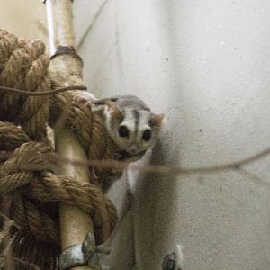Northern sugar glider, Petaurus breviceps ariel