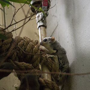 Northern sugar glider, Petaurus breviceps ariel