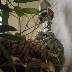 Northern sugar glider, Petaurus breviceps ariel