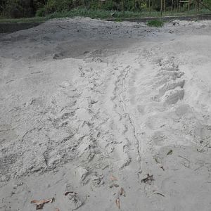 Leatherback turtle tracks to nest -- Trinidad