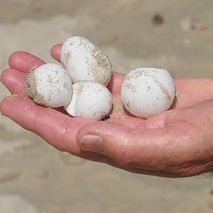 Leatherback turtle eggs.  Dug up by scavenger.  Trinidad