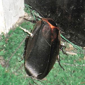 Large cockroach.  Trinidad