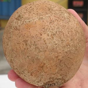 Seed of cannonball tree.  Trinidad