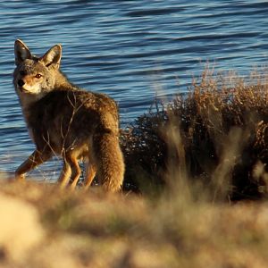 Mountain Coyote