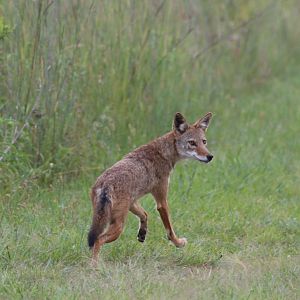 Southeastern Coyote