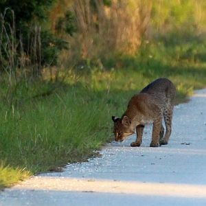Florida Bobcat