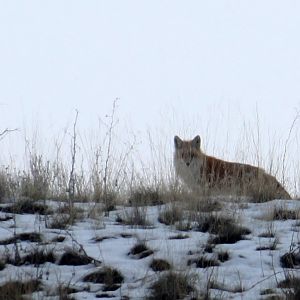 Rocky Mountain Red Fox