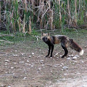 Rocky Mountain Red Fox (cross morph)