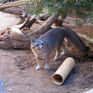 Southwestern Gray Fox