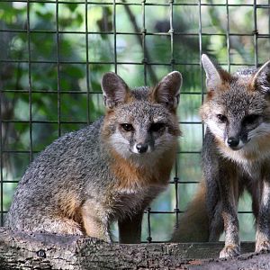 Southeastern Gray Fox