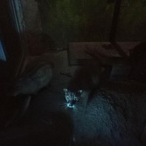 Golden Palm Civet