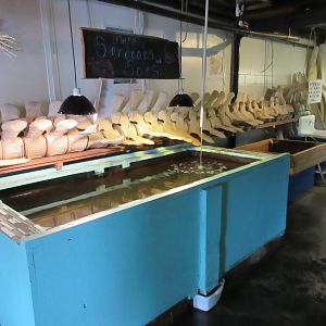 Sanddabs + Soles - Flat Fish Tank