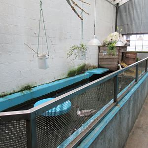 Duck Exhibit (former seal pool)