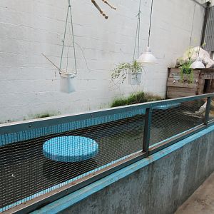 Duck Exhibit (former seal pool)