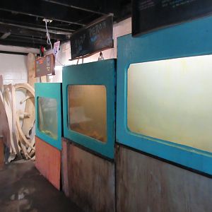 Assorted Tanks (all local species)