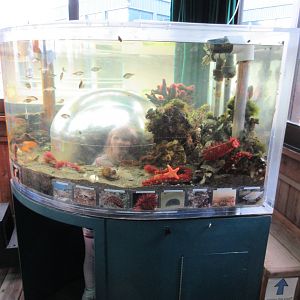Bubble Tank