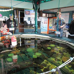 Large, Open-Topped Central Tank