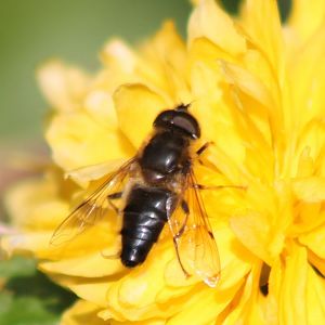 Eristalis pentinax