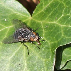 European blowfly - Calliphora vicina