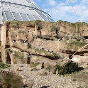 Nesting-wall Inca tern