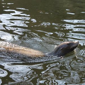Californian see-lion