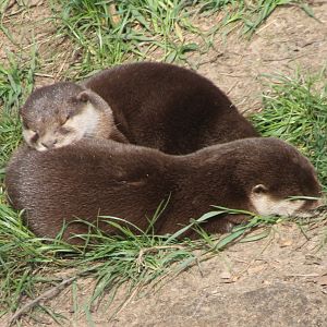 Asian small-clawed otters