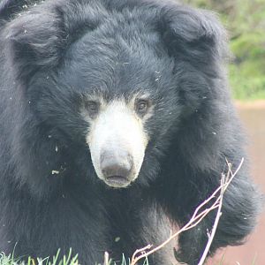 Sloth bear