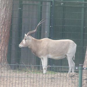 Addax