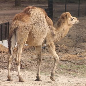 Dromedary