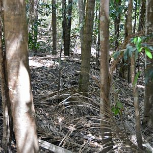 Orange-footed scrubfowl nest.  NT