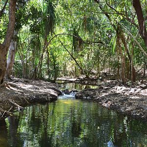 Near Mataranka thermal springs.  NT