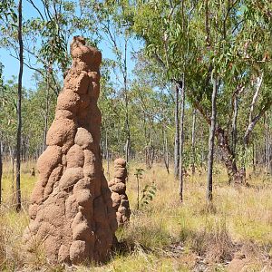 Termite mounds.  NT