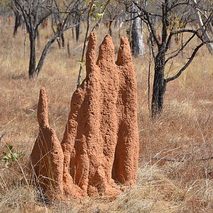 Termite mounds 2.  NT