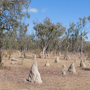 Termite mounds 3.  NT