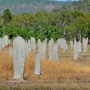 Magnetic termite mounds.  NT