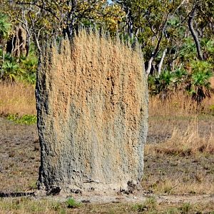 Magnetic termite mound 2.  NT.  Front.
