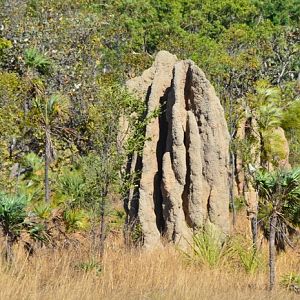 Termite mound 5.  NT