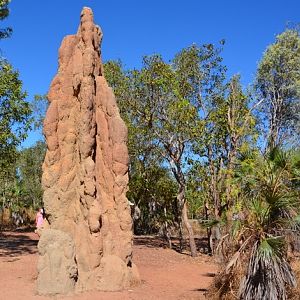 Termite mound 7.  NT