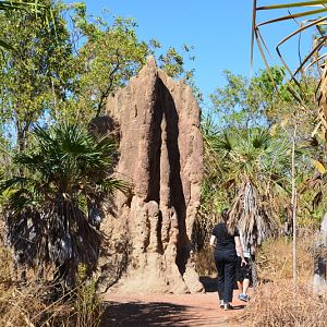 Termite mound 8.  NT