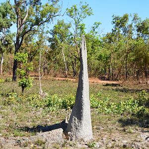 Magnetic termite mound. Side.   NT