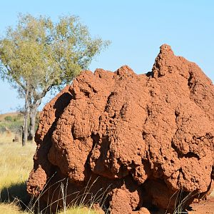 Giant termite mound.  NT
