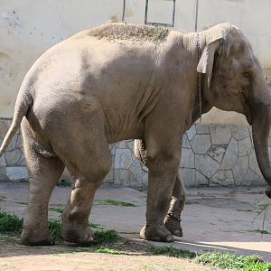 Asian elephant