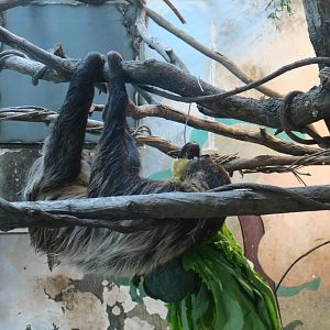 Linnaeus's two-toed sloth