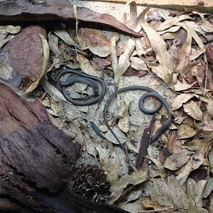 Fraser's Legless Lizards (Delma fraseri)
