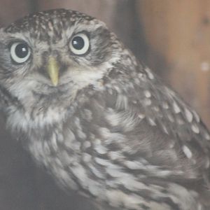 Little owl