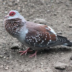 Speckled pigeon