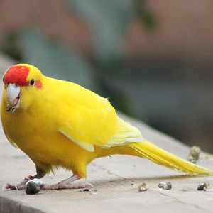 Red-fronted kakariki - yellow mutation