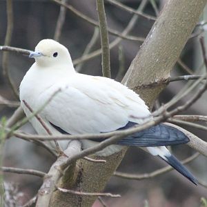 Pied imperial pigeon