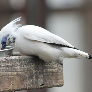 Bali myna