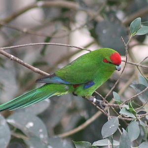 Red-fronted kakariki